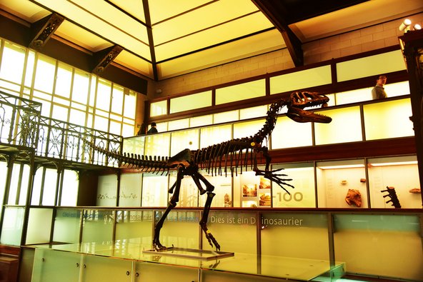 שלד דינוזאור במוזיאון המדע בבריסל. התצוגה הגדולה בעולם