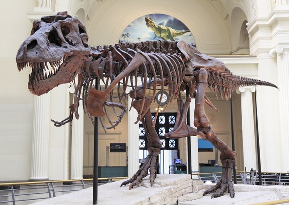 סו, השלד הגדול והשלם ביותר של טירנוזאורוס רקס שנמצא עד היום, המוצג במוזיאון פילד | צילום: Vlad / Shutterstock.com