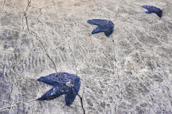 עקבות דינוזאורים בחבל לה ריוחה בספרד. כאן נמצא הריכוז הגדול ביותר של עקבות באירופה