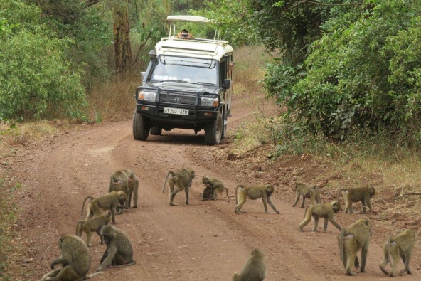 טיול ספארי מאורגן לטנזניה – טיסות ישירות חנוכה 2017