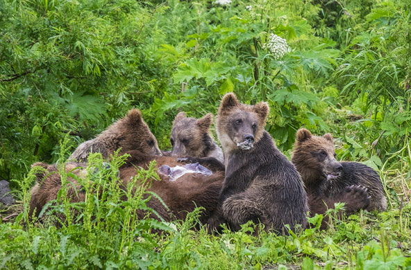 מחזה נדיר: דובה מניקה ארבעה גורים