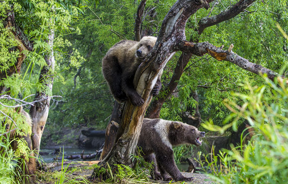 מעבר לנופים המהפנטים, גורם המשיכה הגדול של קמצ'טקה הם הדובים החומים, שנמצאים כאן בהמוניהם