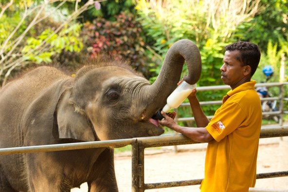 טיפול בפילים הוא אחת הדרכים לשלב התנדבות בטיול | צילום: NataliaMilko / Shutterstock.com