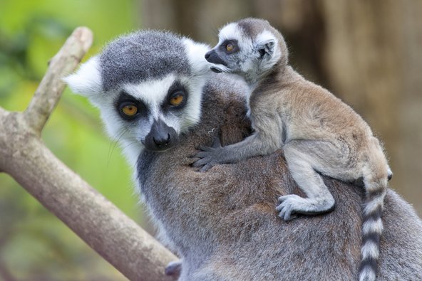 גור למור נישא על גב אמו, מראה שכיח במדגסקר בסתיו