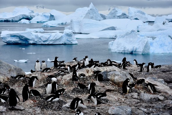 Какой тип развития характерен для субантарктического пингвина. Пингвины под водой. Птичьи базары на Антарктиде где на карте. Emperor Penguin Colonies on the Map.