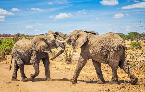 טיול ספארי מאורגן בטנזניה בטיסות ישירות