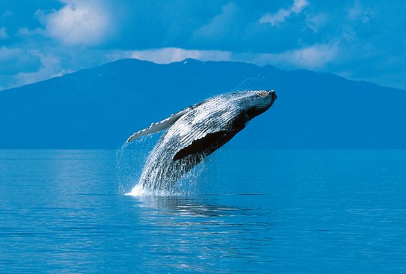 לוויתן באלסקה. ההפלגות הגאוגרפיות מאפשרות לראות מקרוב בעלי חיים בסביבתם הטבעית