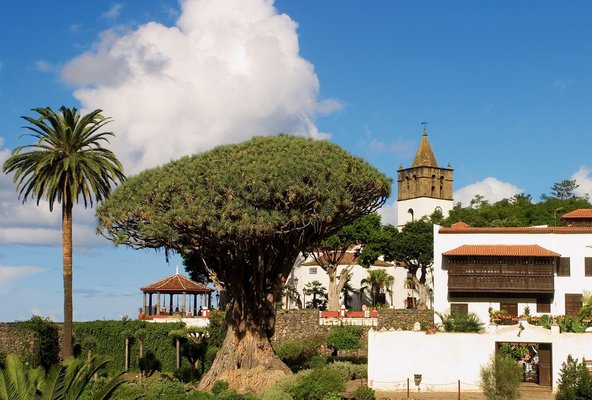 עץ הדרקון המפורסם בעיירה איקוד דה לוס וינוס
