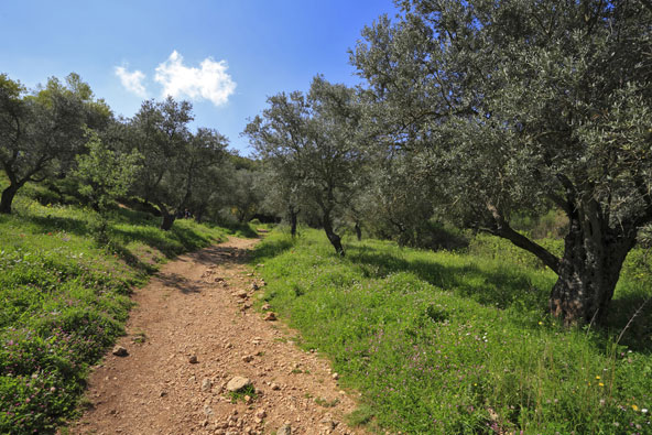 שביל הליכה בהר מירון