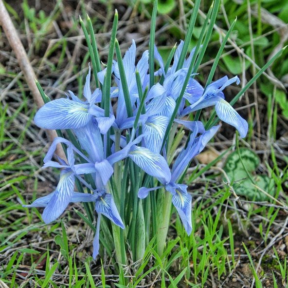 פריחה חורפית בחורשת הארבעים | צילום: ניר גלייכמן