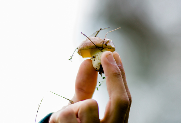 ליקוט פטריות ביער בן שמן | צילום: אלה בורמן