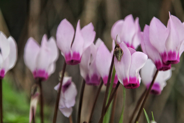 רקפות פורחות בחורשת הארבעים | צילום: ניר גלייכמן