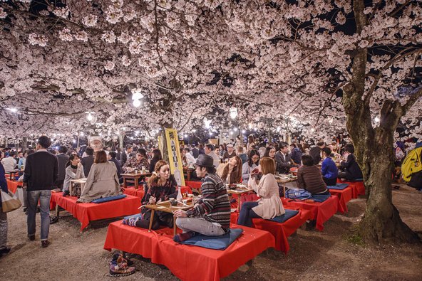 היפנים נוהגים לצאת לפארקים ולגנים ולערוך פיקניקים מתחת לעצי הדובדבן הפורחים | צילום: Sean Pavone / Shutterstock.com