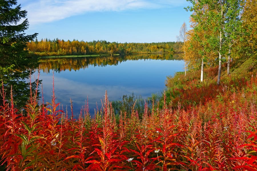 צבעי הסתיו בלפלנד הפינית