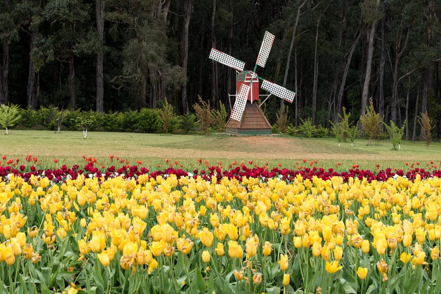 פסטיבל הצבעונים ליד מלבורן. לא חייבים לנסוע להולנד בשביל צבעונים וטחנות רוח