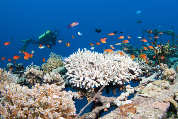 אילת מציעה אינספור אטרקציות, מעל ומתחת למים