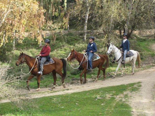 בחוות בת יער מציעים טיולים רגועים בשבילים המוצלים של יער ביריה