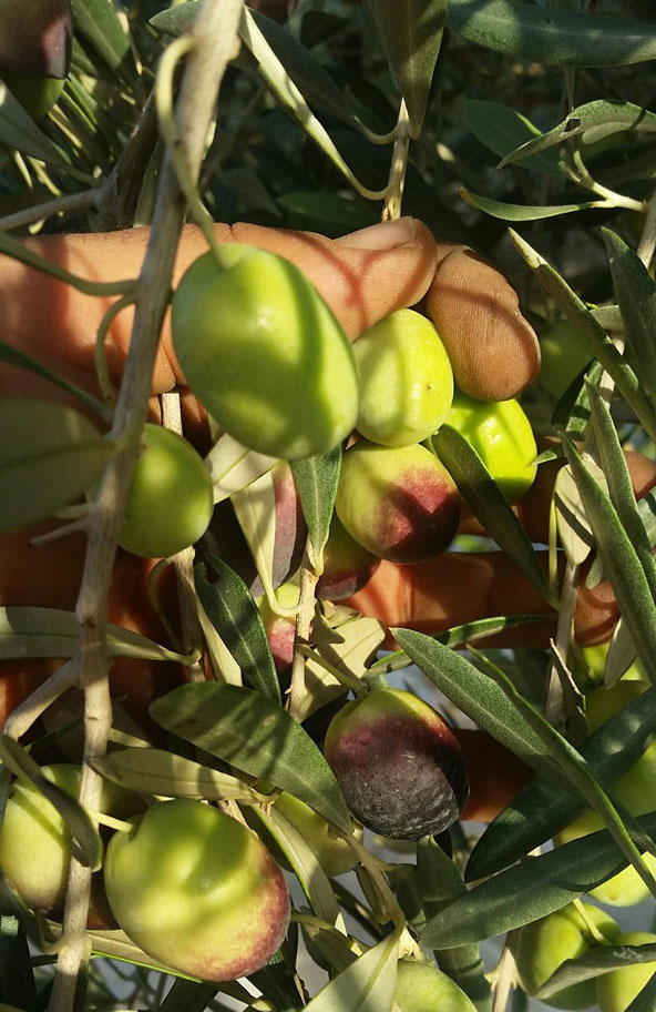 זיתים מזן פיקואל | צילום: ערן גלילי