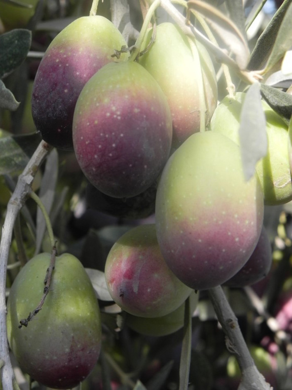 הלביא, כוכב הזנים החדשים | צילום: מכון וולקני