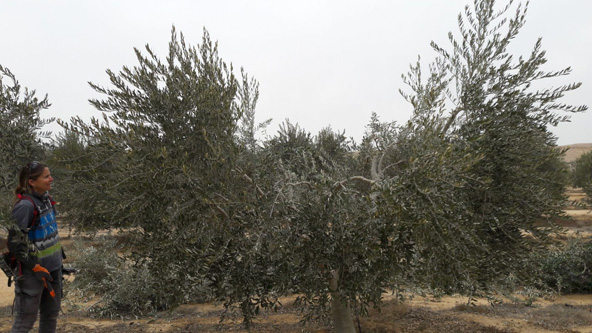 שמחה מרום גוזמת עצי זית