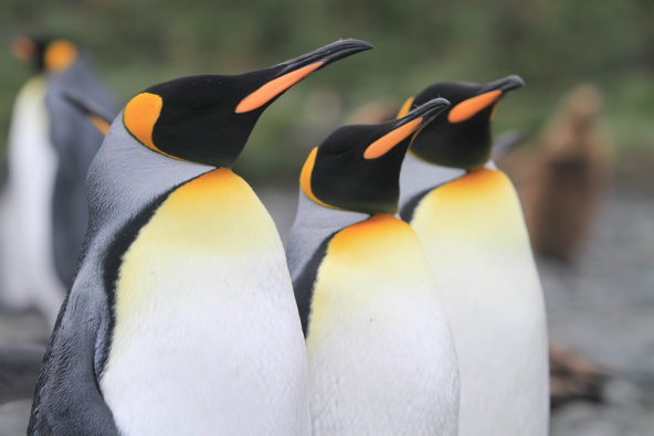 שייט לאנטארקטיקה, פוקלנד וג'ורג'יה הדרומית בהדרכת דנדן בולוטין