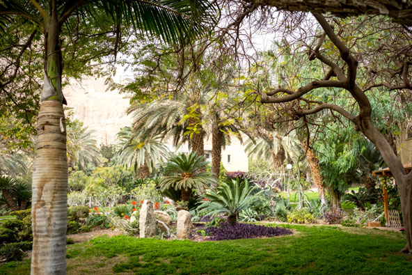 הגן הבוטני בעין גדי. הגן היחידי מסוגו שבו גרים אנשים