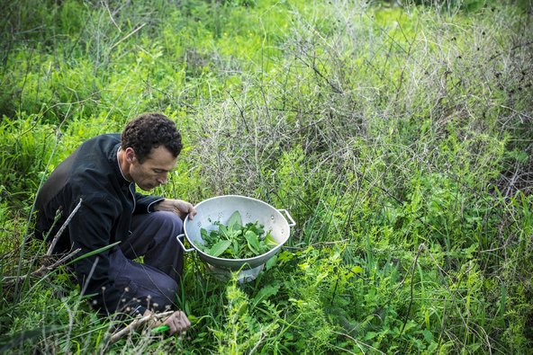 ליקוט עשבי תבלין בגינה האורגנית של מסעדת רוטנברג