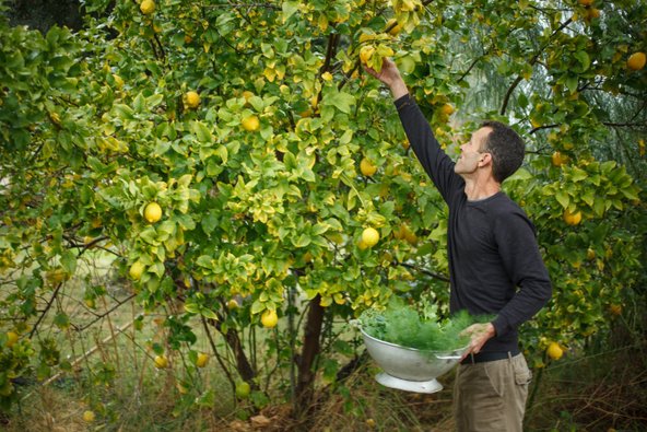 עץ לימון בבוסתן של מסעדת רוטנברג