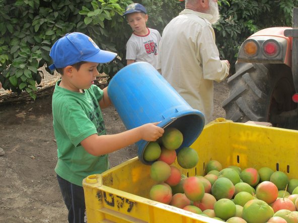 קטיף תפוזים בלקט ישראל. גם ילדים מוזמנים | צילום: לקט ישראל