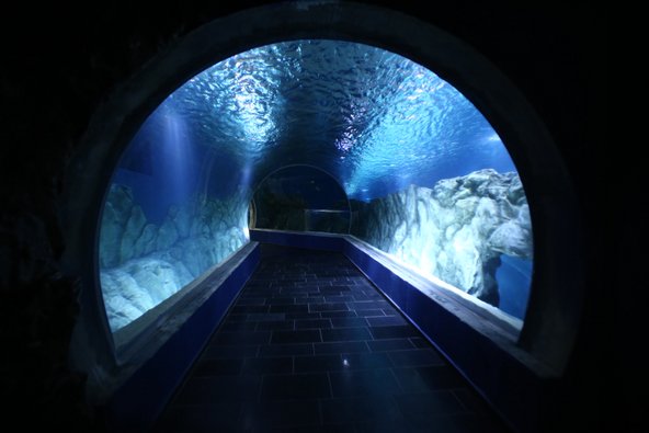 המנהרה השקופה באקווריום | צילום: שלומי כהן
