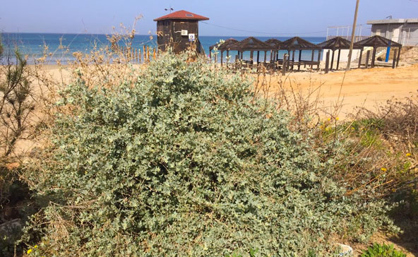 אפילו בחוף, כמה צעדים מקו המים, אפשר למצוא צמחים לליקוט | צילום: יתיר שדה