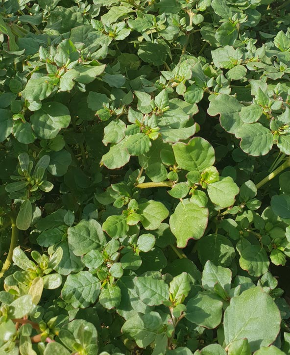 שלשי רגלני. החקלאים רואים בו עשב רע, אבל יודעי דבר משדרגים בו את הסלט | צילום: יעל עופר