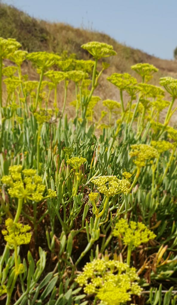 קריתמון ימי. צמחי החוף מוסיפים טעם מלוח-מריר לתבשילים | צילום: יעל עופר
