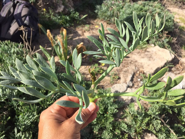 עלים של קריתמון ימי | צילום יתיר שדה