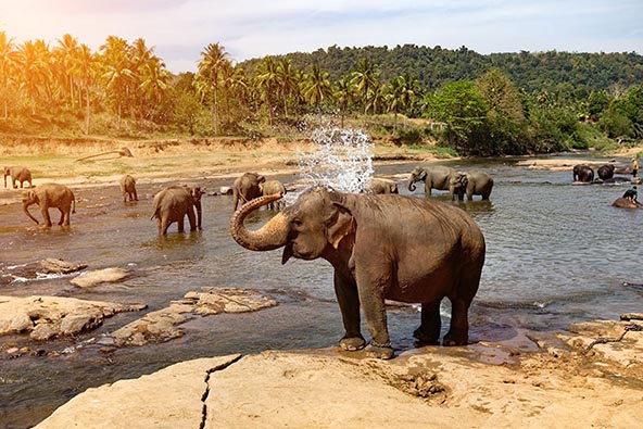 סרי לנקה – אל אי הפילים והמקדשים