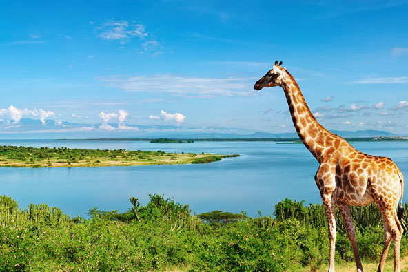 אוגנדה – מסע אל גורילות ההרים