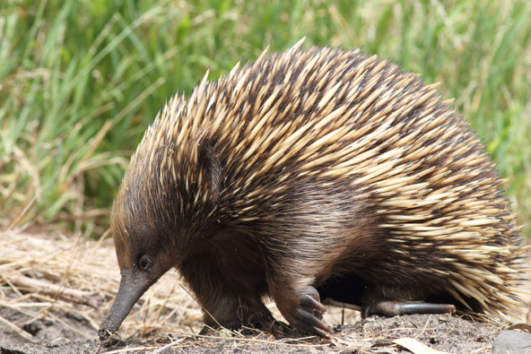 קיפודן נמלים אוסטרלי. יונק בעל קוצים שמטיל ביצים ומניק את הגורים. הזוי, כבר אמרנו?