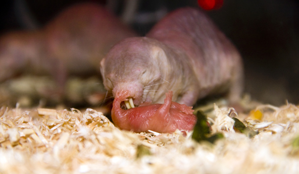 חולד עירום. רק המלכה ממליטה גורים, כל שאר חברי הקבוצה חופרים מחילות למגורים ומטפלים בגורים