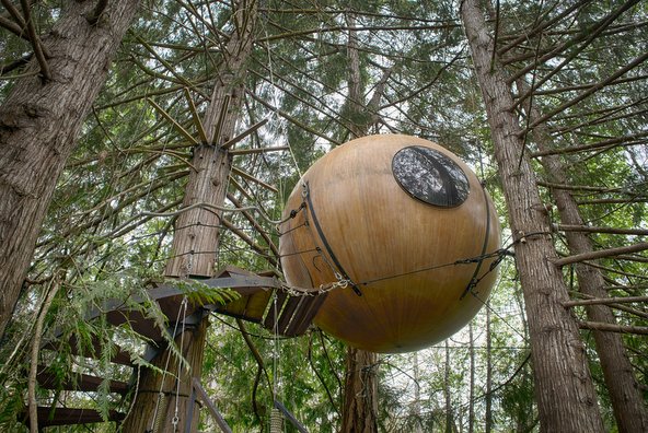 אחת הקפסולות התלויות בין ענפי העצים | צילום: Steven Olmstead Photography