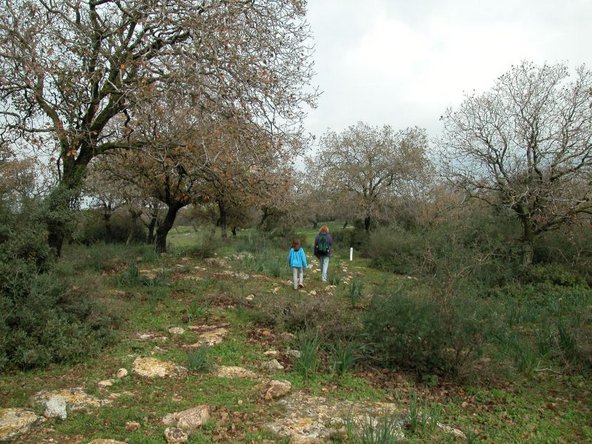 יער אלוני אבא. מושלם לטיול משפחתי חורפי | צילום: יעקב שקולניק