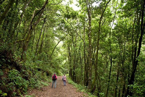 הנופים בטנריף מגוונים מאוד, מנופים געשיים ועד ליערות עבותים