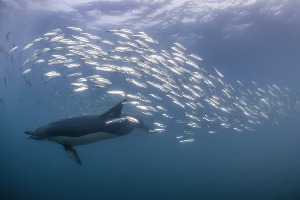 דולפינים דוחפים את הסרדינים לכדור עצום בגודלו | צילום: שארטסטוק