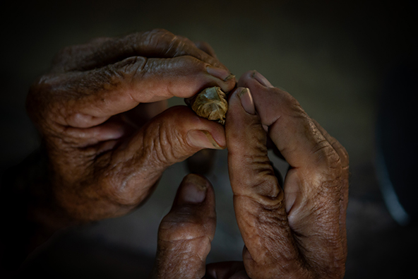 "אצבעות סיגר" . אלפונסו מדגים גלגול סיגר | צילום: אורית גוטרבוים-פרטוק