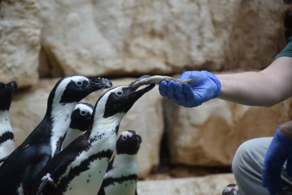 האכלת פינגווינים בגן החיות התנ"כי | צילום: צוריאל פנש