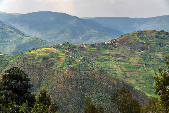 נוף ברואנדה. קל להבין את הכינוי "ארץ אלף הגבעות"