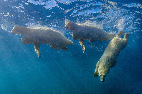 מפגש ישיר ובלתי אמצעי עם דובי קוטב במים הארקטיים של צפון קנדה