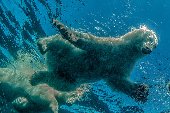 מפגש ישיר ובלתי אמצעי עם דובי קוטב במים הארקטיים של צפון קנדה