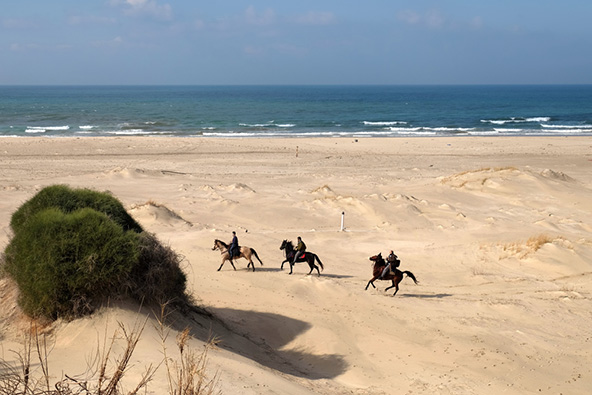 טיול סוסים לאורך החוף או טיול רגלי בדרום, לא חשוב איפה תבחרו ללון תמיד כדאי לשלב פעילויות בטבע
