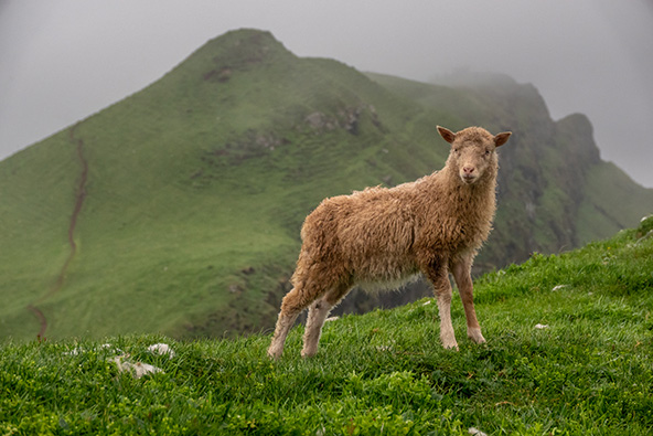 במהלך הטיול פוגשים כבשים רבות רועות במרחבים הירוקים | צילומים: רפי קורן