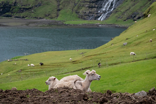 כבשה מקומית. במהלך הטיול נפגוש כבשים רבות רועות במרחבים הירוקים | צילום: רפי קורן